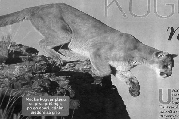 zagrljaju (videti fotografiju br. 4), dok u Blic ženi tekst prati fotografija mačke kuguara (videti fotografiju br. 5).