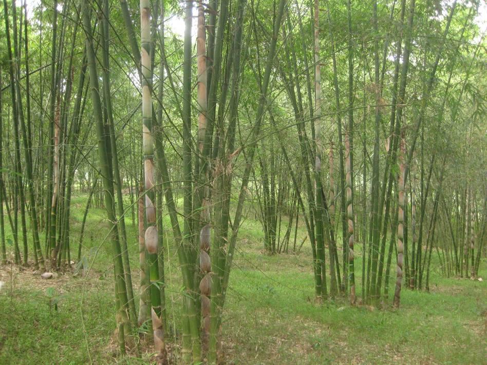 2. BAMBOO IN THANH HOA PROVINCE Thanh Hoa has bamboo area is biggest of Vietnam, with total area is 150.000 ha, of which 71.