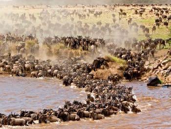 T2: Serengeti North Migration Safari (Group) Lake Manyara / Ngorongoro Crater / Central & Northern Serengeti 2018 SCHEDULED GROUP DEPARTURE DATES (6 clients per vehicle): 04 11 August 2018 Fully
