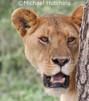 As we track the Sametu pride, we will learn how ongoing research projects focus on these dominant predators and the roles they play in the savanna.
