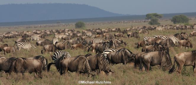 Crossing into the Ngorongoro Conservation Area, we follow the herds of wildebeest and zebra to the area surrounding