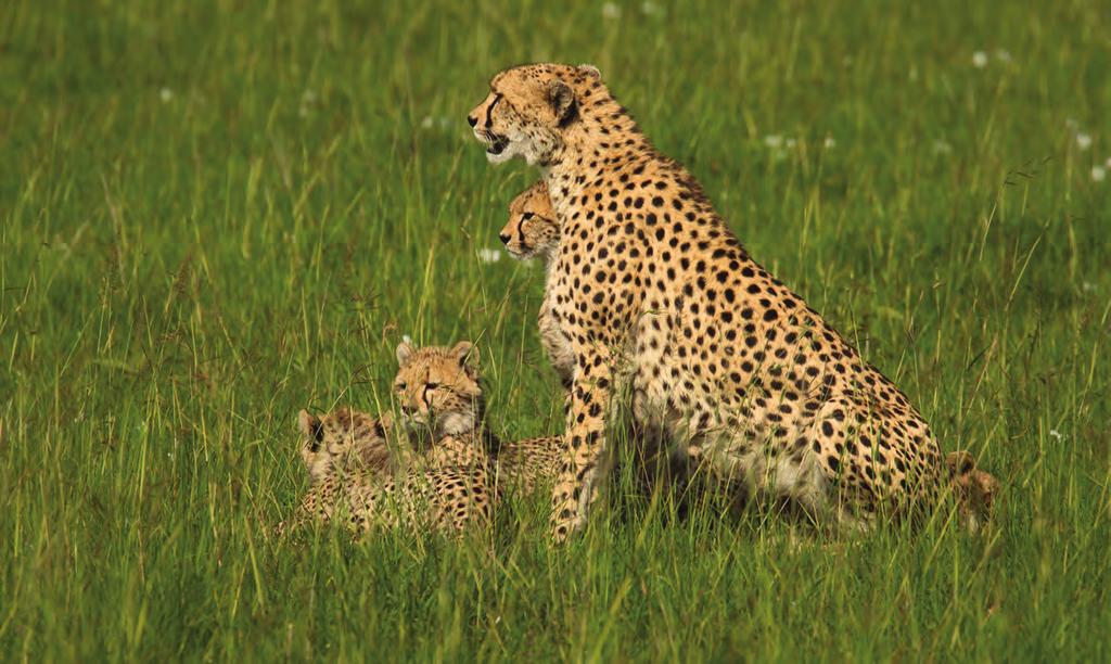 DAY 7 NAIBOR CAMP MAASAI MARA RESERVE Tom Dietrich This area of the Mara is a well known home for African big cats.