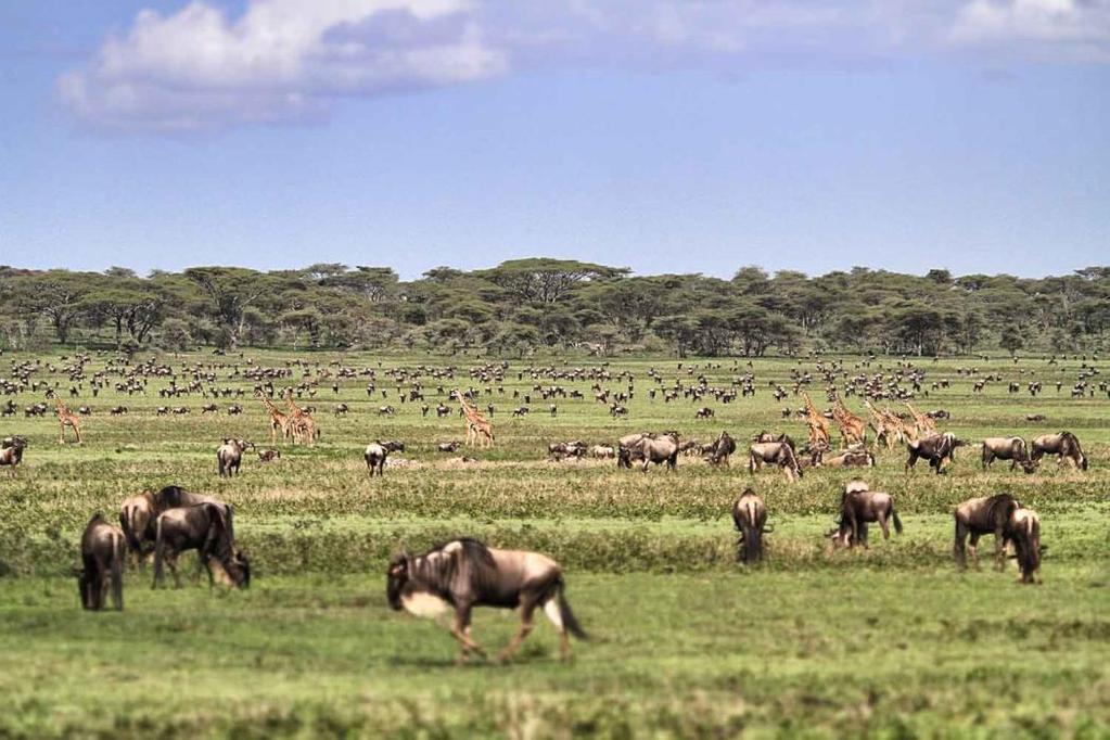 of wildlife that parades the Ndutu area.