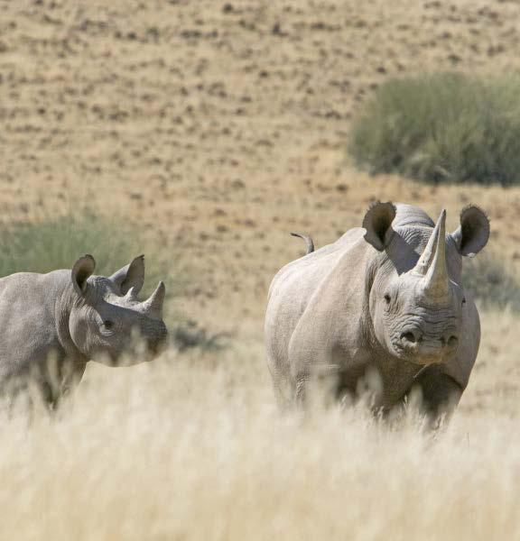 Our home for the next two nights is known for its stable population of the endangered desertadapted black rhino (the largest concentration in the world outside a national park), which are monitored