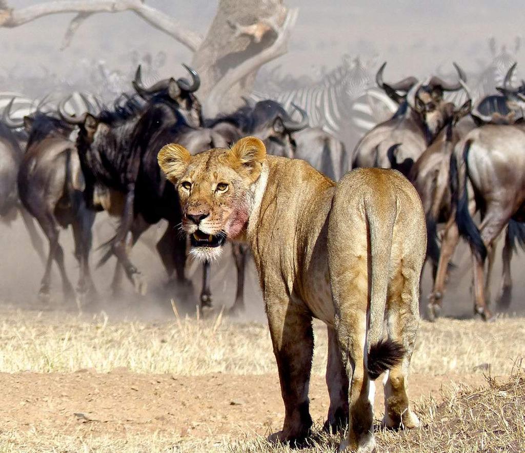 SERENGETI NATIONAL PARK The Serengeti National Park was established in 1951, and covers an area of almost 15,000 sq km. It is one of the most spectacular game parks in East Africa.