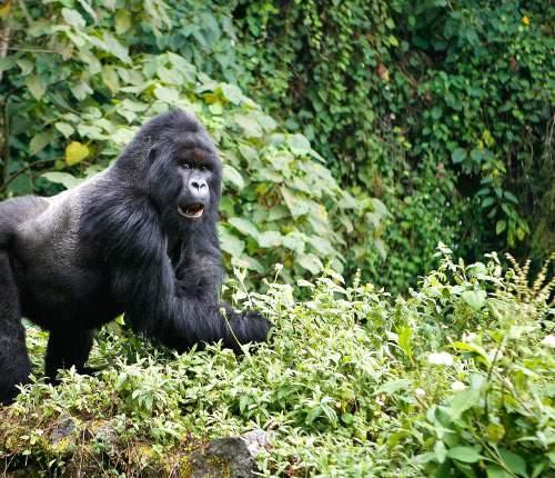 VIRUNGA NATIONAL PARK Virunga National Park is a 7,800 square kilometer World Heritage Site stretching from the Virunga mountains in the south to the Rwensori mountains in the north on the eastern
