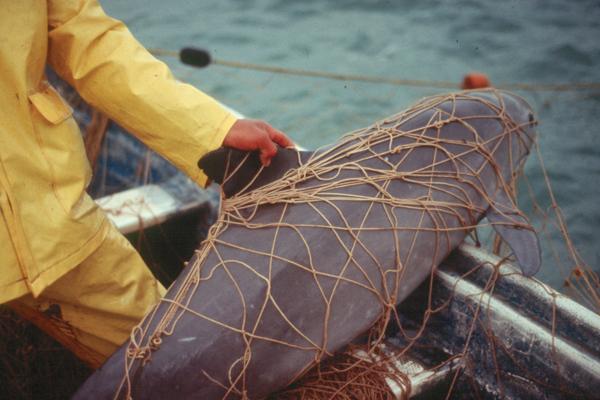 Imagen 2. A vaquita accidentally caught in the net of a fisherman in 2008. The incidental by catch is the main threat to this species. Source: Cristian Faezi/Omar Vidal, WWF Imagen 3.