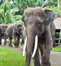 Elephant Park Taro Tegallalang, Ubud (0361) 898 8888 Entertainment Devdan Treasure of the Archipelago On seat A and B categories.
