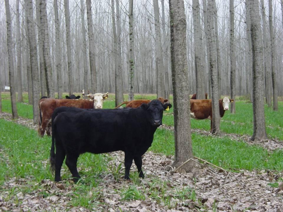 Final considerations: Temperate forage grasses are the best adapted to grow beneath trees because of their ability to sustain positive carbon gains at low