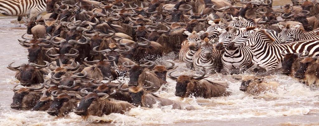 Herd Tracker World s first live broadcast of great migration via Periscope completed and secured massive global coverage on social media Infrastructure As we may
