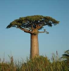 Here you will be able to see some very large iconic Baobab trees, an abundance of birds (a true paradise for ornithologists) as well as possibly some locally endemic species such as the long-tailed