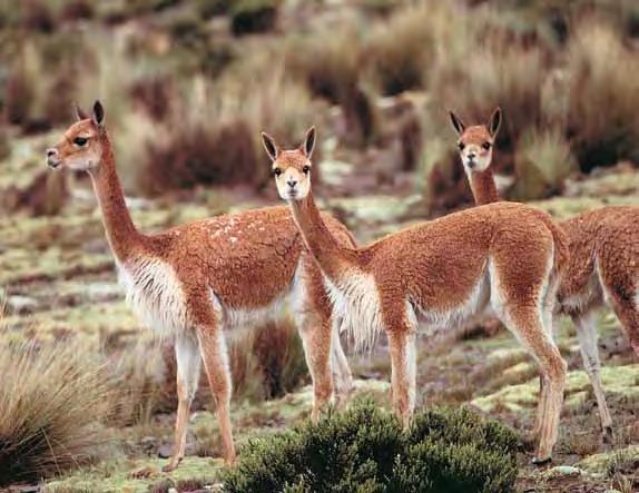 30 2.4 Andean wildlife Peru has four camelid animals. Two are domesticated: the llama and alpaca, and you will see plenty of them; llamas are widely used as beasts of burden.
