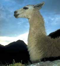 The country's two wild camelids are more exotic: guanaco and vicuña. The rare vicuña is highly prized for its exquisite wool, the softest and finest in the world.