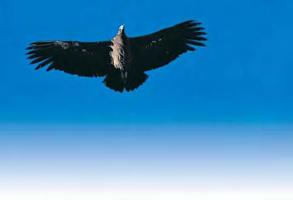 32 The Andean condor Bird life is extremely varied: over 370 species live within the Sanctuary. The largest is the condor, which feeds on carrion and weighs about 10 kg.