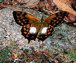 ) Peru's butterflies are under-recorded so you could see and photograph a new species! Visit our Inca Trail website for links to butterfly identification sites.