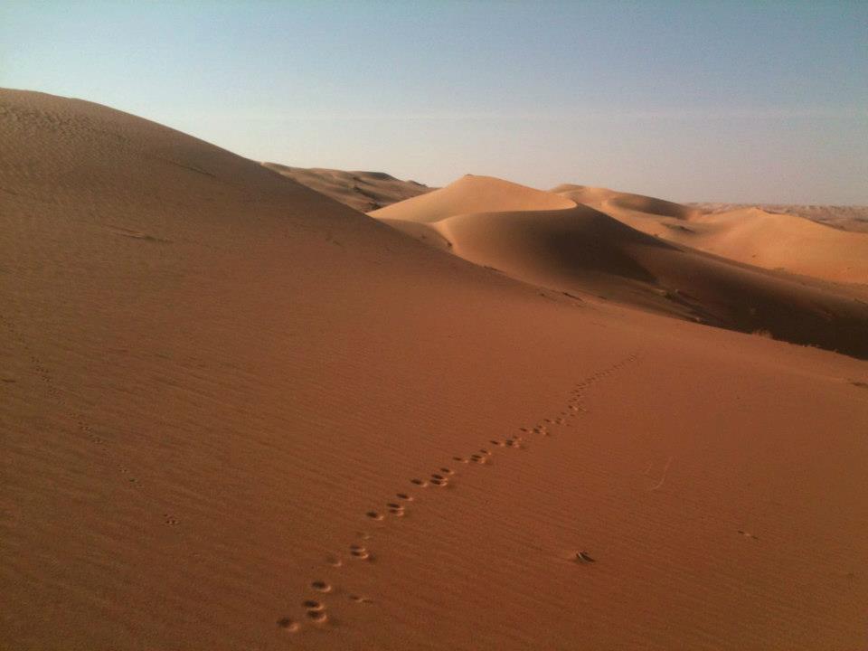 Shaybah Dune Habitat 15 27/10/2014