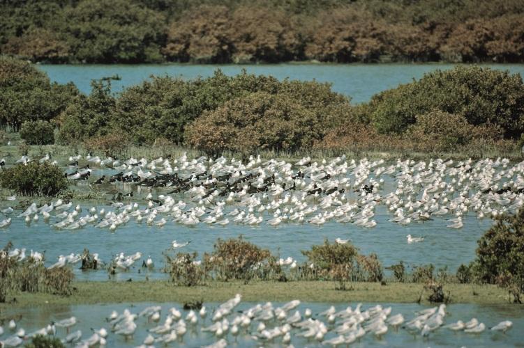 Importance of mangroves Breeding and nursery grounds Enhance marine