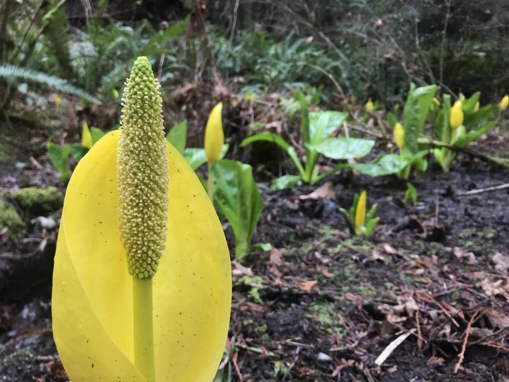 Skunk Cabbage The middle of spring (mid-april through May) is graced by two of my favorite wildflowers: fawn lilies and chocolate lilies.