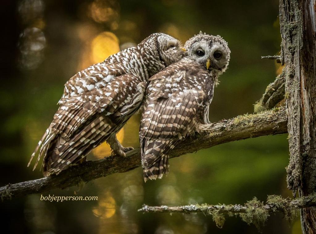 Be Wise about Owls by Bob Jepperson Mother with owlet As I wandered along a