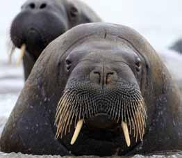 discover the arctic & antarctica The Walrus easily recognised by its tusks MS Fram Spitsbergen Kingdom of the Polar Bear Arctic Wilderness Adventure 14 Days/13 Nights Copenhagen round-trip (including