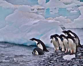 Penguin encounters South Georgia King Penguins Become acquainted with nature s grandeur The Land of the Penguins 13 Days/12 Nights Buenos Aires round-trip (including charter flights) Exp departs: Nov