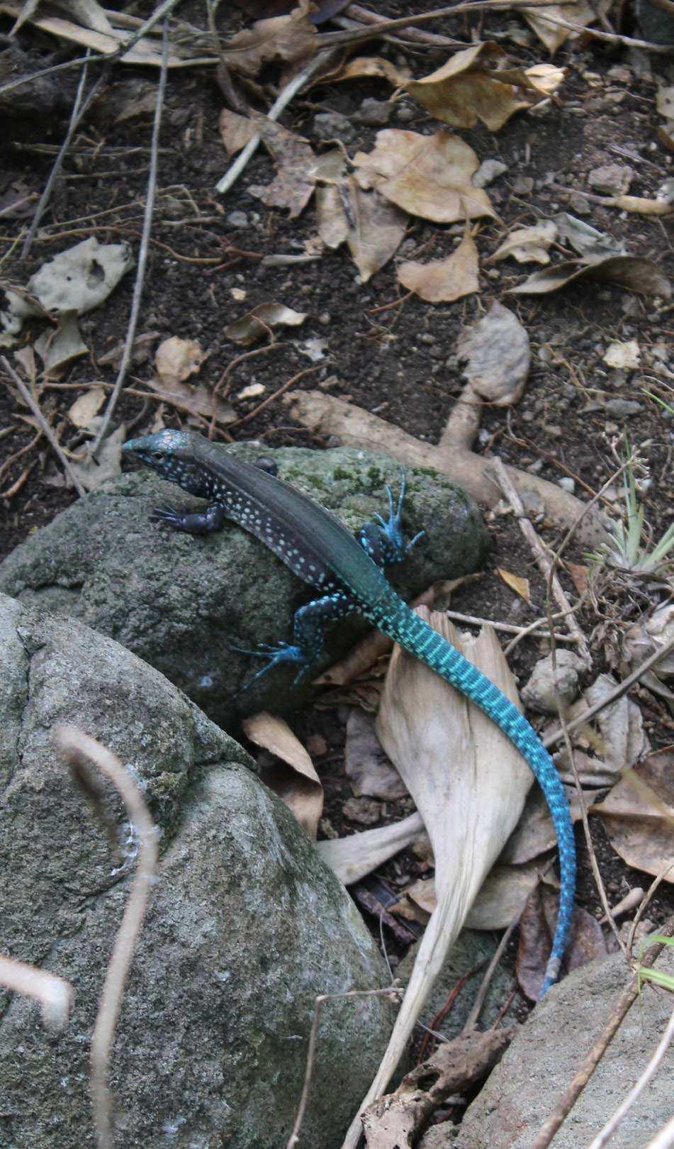 The whiptail lizard.