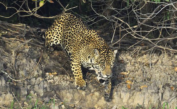 DAYS 7/8 - TARGETED JAGUAR & NATURE SHOOTS October 16&17 Two full days targeting jaguar and the best nature of the region.