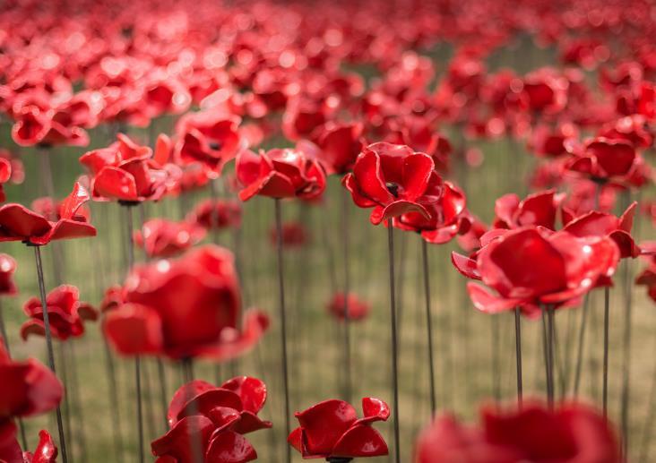 Poppies: Wave, a sweeping arch of bright red poppy heads suspended on towering stalks, was originally seen at the Tower of London as part