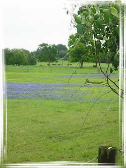 The Post Oak Savannah is dominated by native bunch grasses scattered post oaks and some plateau live oak, black hickory, and blackjack oak.