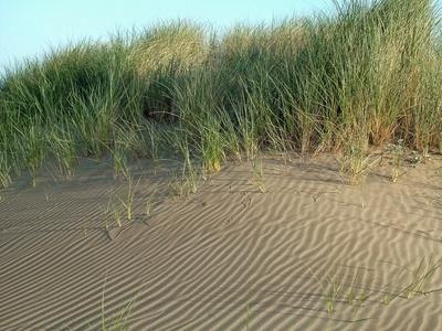 Coastal Sand Plain The Coastal Sand Plains occupies more than two million acres at the southern tip of the state, just north of the