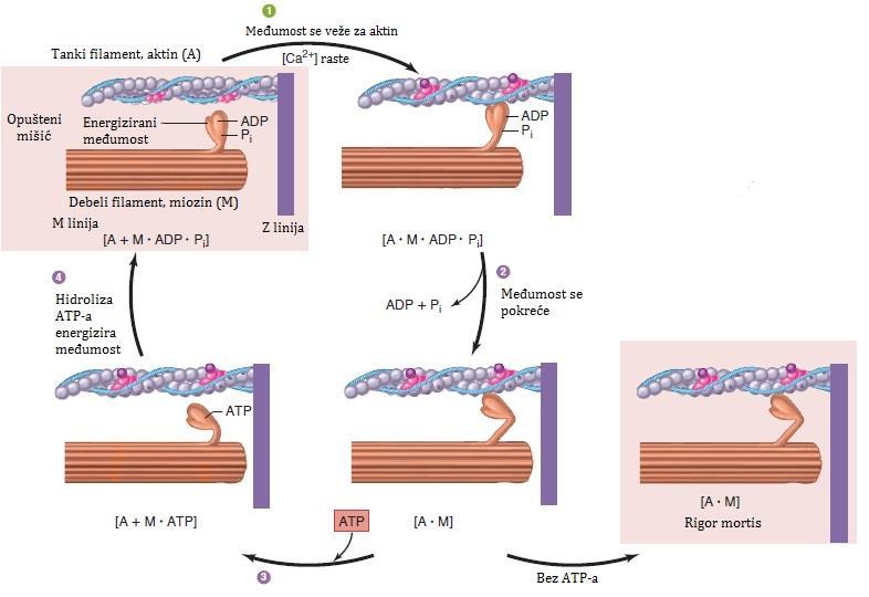 Tijekom pokreta međumosta, miozin je snažno vezan za aktin, te se ova veza mora pokidati kako bi se omogućila reorganizacija međumosta i njegovo ponavljanje ciklusa.