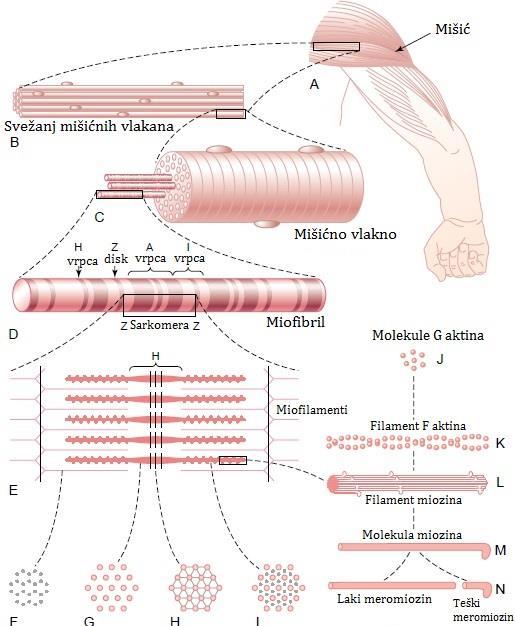 2.1 Građa mišićnih vlakana poprečno prugastog mišićnog tkiva Duga, tanka mišićna vlakna poprečno prugastog mišićnog tkiva su velike pojedinačne stanice koje nastaju tijekom razvoja fuzijom mnogo