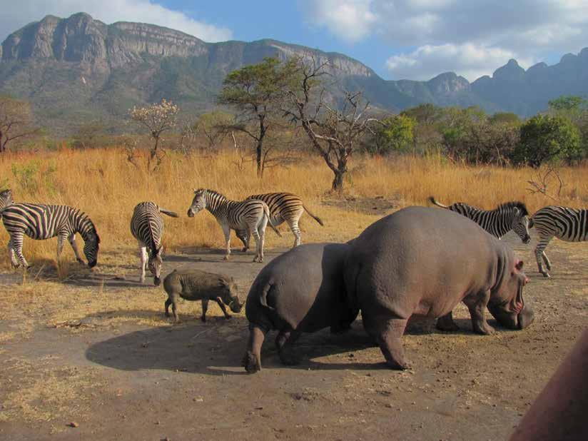One can expect to see large herds of elephants, zebras, antelope as well as giraffes, rhinos, and predators including lions.