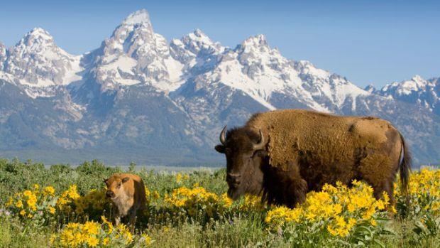 Frontier Travel & Tours presents for SSA & Sparks Travel Clubs Yellowstone, The Grand Tetons, The Black Hills and more!