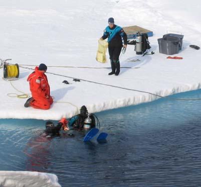 The first diving day, both teams did practice dives to get familiar with the type of sampling that needed to be accomplished, including video surveys, ice bottom transects, and organism collections.