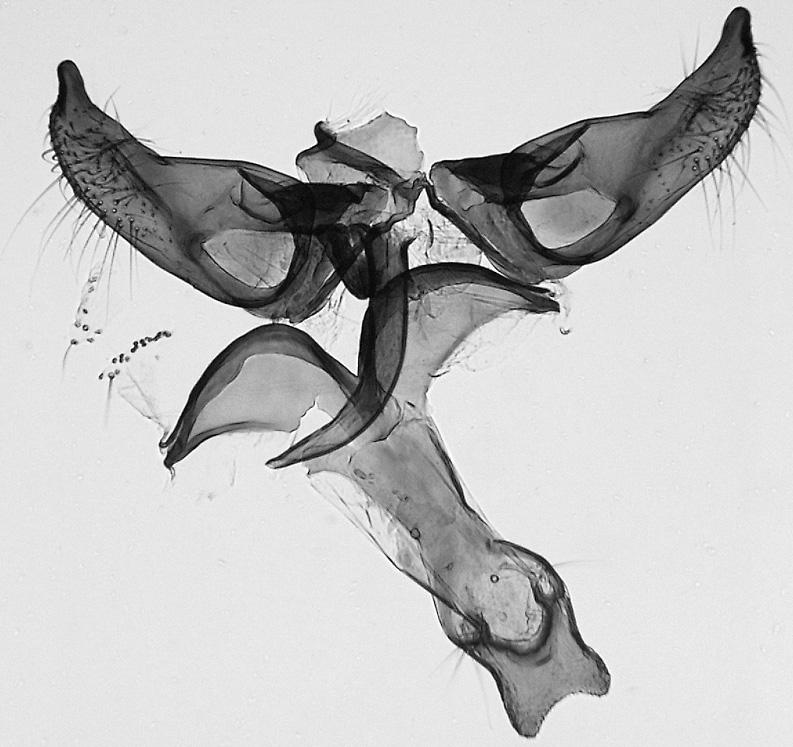 124 Nupponen & Sinev ENTOMOL. FENNICA Vol. 22 Fig. 6. Imago (male, holotype) of Scythris danilevskyi Fig. 8. Male genitalia of Scythris danilevskyi Nupponen & Sinev, sp. n. (paratype; GP 1/13.I.2010 KN).