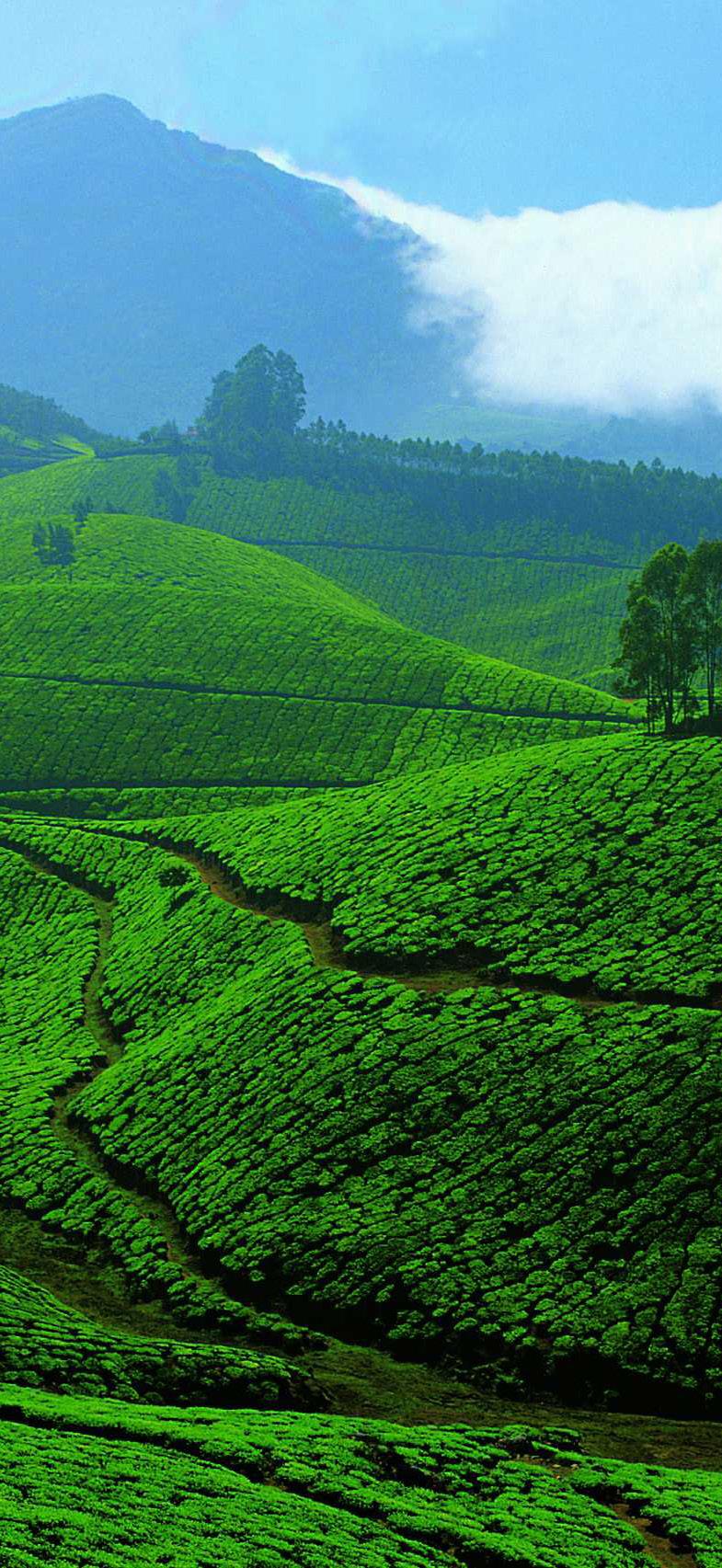 NEARBY PLACES OF ATTRACTION OOTY 80 KM Ooty is the Queen of hill stations located in the Nilgiri Hills. It is situated at an altitude of 2,240 m above sea level.
