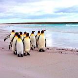 DAY 6: Falkland Islands /Southern Ocean - Day 6 & 7 The Falkland Islands provide a rare opportunity to witness the biological diversity and extraordinary scenery of the southern islands.
