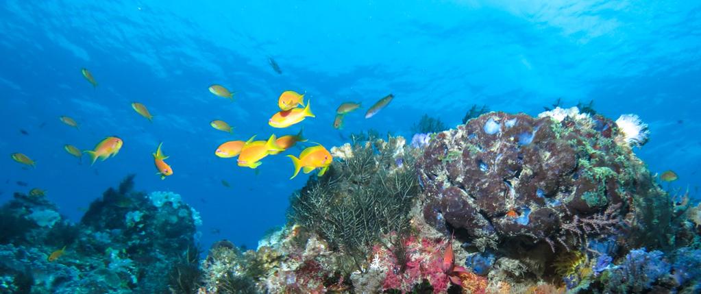 Add to that the exquisite beauty of a nature reserve which boasts some of the best dives and fishing in the world,