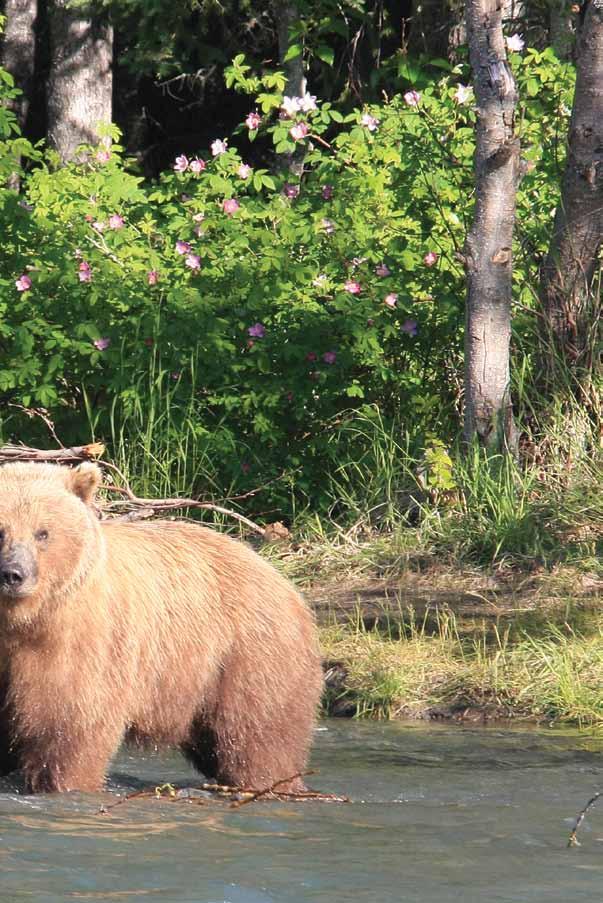欢迎来到俄罗斯河与基奈河地区 祝您来访期间过得愉快! 到了俄罗斯河, 就表示您已经身临熊的王国!