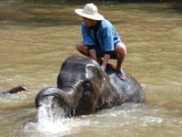 TECC proudly houses six of HM King Bhumibol s ten white elephants in the Royal