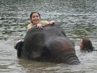 As Thailand s only government-owned elephant camp, TECC operates an onsite