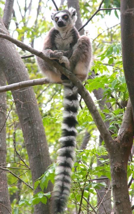 MADAGASCAR Endangered Species Habitat