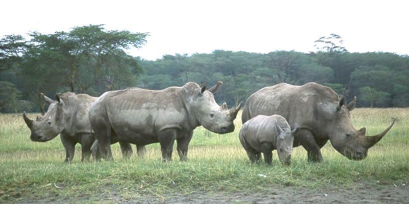 Rhino Horn Made of keratin Used for 65,000