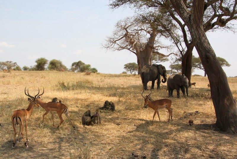 Tourism in East Africa Wildlife in
