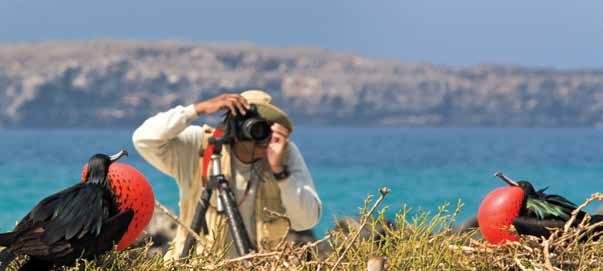 Photographers have front-row seats when observing wildlife, such as these male frigate birds working to attract a mate.