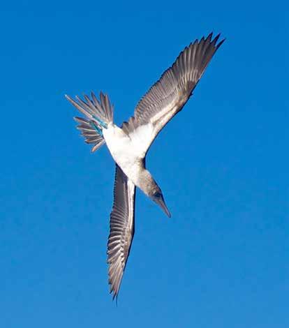 frigates can be found nesting in the same area blue-footed, Nazca, and red-footed boobies as well as