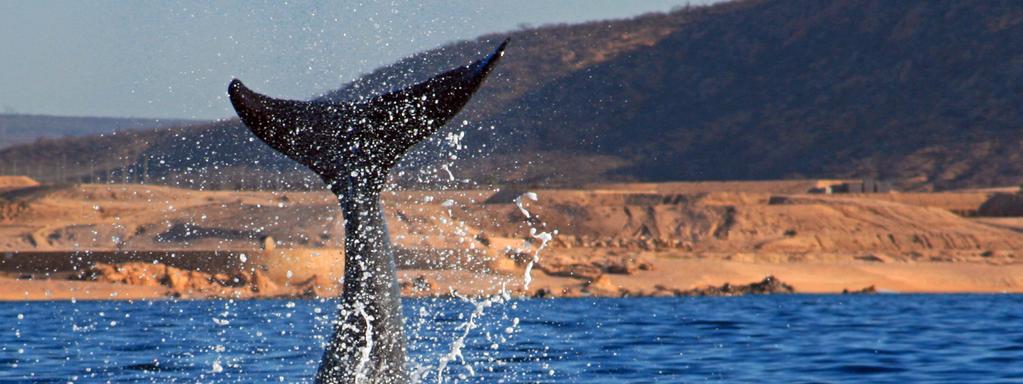 TOUR INCLUSIONS HIGHLIGHTS Discover the best of Baja California Visit Los Cabos, Todos Santos, La Paz, Loreto, Los Angeles and more Enjoy a full day at leisure in beautiful Los Cabos Explore Todos