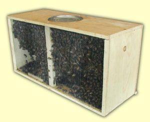 Stocking Your Hives The beginner will usually obtain his bees in one of two ways. He may order a package of bees or a nucleus colony. Package bees are usually sold as a 3-lb.