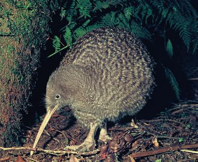 Protecting our wildlife: The Rotoiti Nature Recovery Project Introduced pests have ravaged the natural ecosystems of mainland New Zealand.